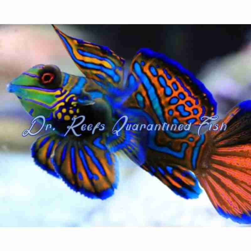 green-mandarin-1 Mandarin - Blue/Green (Captive Bred) - Image 1