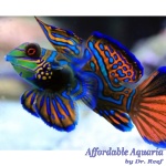 Mandarin - Blue/Green (Wild Caught)