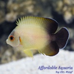 Half Black Angelfish