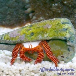 Hermit Crab-Halloween