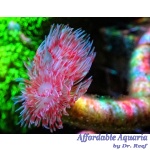 Hardtube Pink Coco Worm