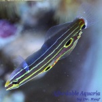 Hector's Goby