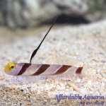 Hi Fin Red Banded Goby