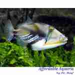 Humu Picasso Triggerfish