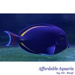 Hybrid Achilles White Cheek Tang