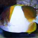 Yellow Pyramid Butterflyfish - Image 2