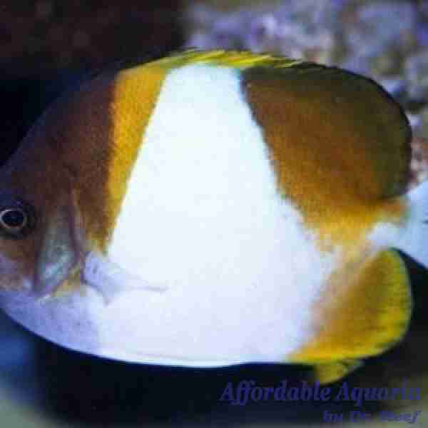 Yellow Pyramid Butterflyfish - Image 2