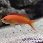 Ignitus Anthias
