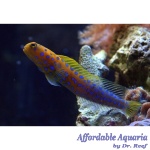 Jawfish, Blue Dot (Opistognathus rosenblatti)