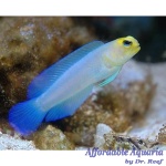 Jawfish Pearly Yellowhead