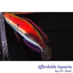 Katherine's Fairy Wrasse