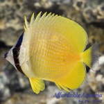 Orange Butterflyfish