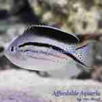 Lamarck's Angelfish
