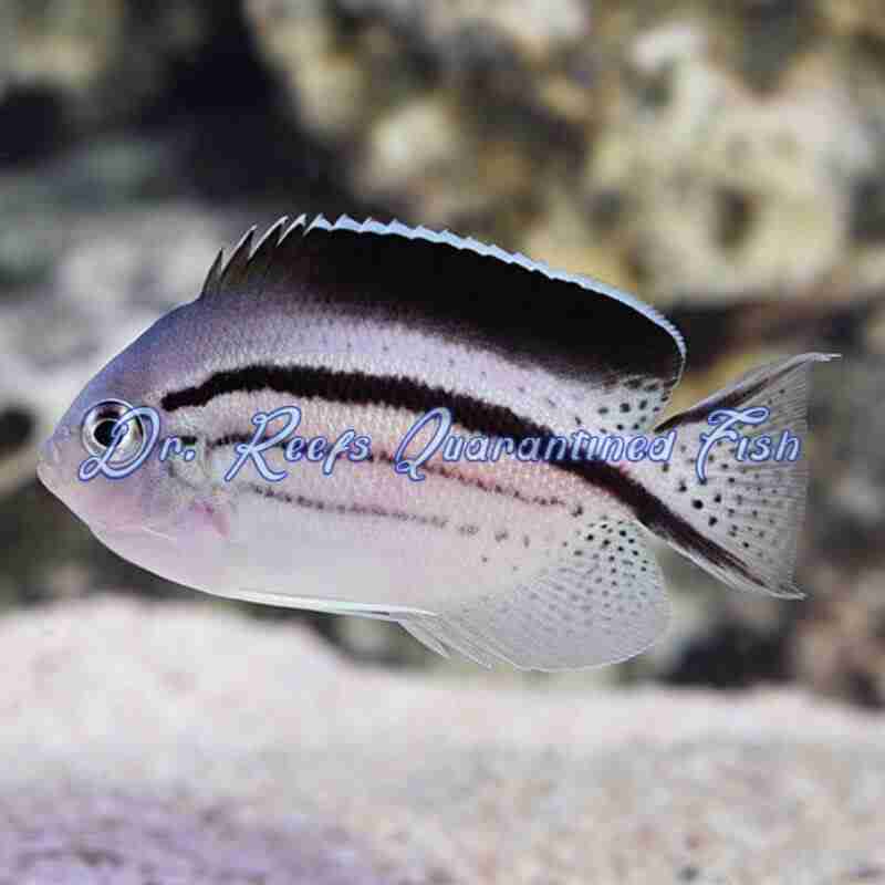 lamarks-angelfish-1 Lamarck's Angelfish - Image 1