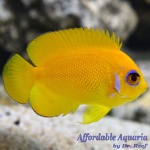 Lemonpeel Angelfish