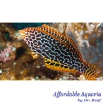 Leopard Wrasse EXPERT ONLY