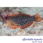 Ornate Leopard Wrasse EXPERT ONLY