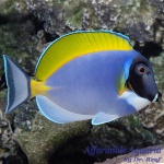 Powder Blue Tang