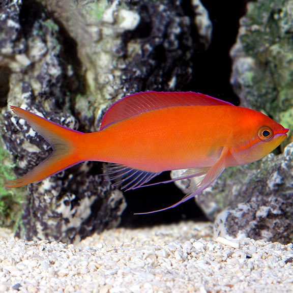 lg80645DisparAnthias Dispar Anthias (Pseudanthias dispar) - Image 1