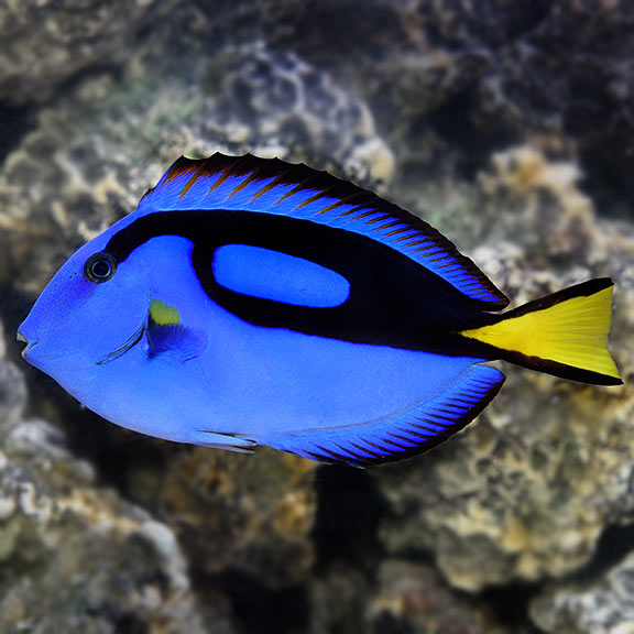 lg_73746_Blue_Tang Blue Tang (Paracanthurus hepatus) - Image 1