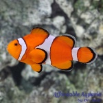 Ocellaris Clownfish