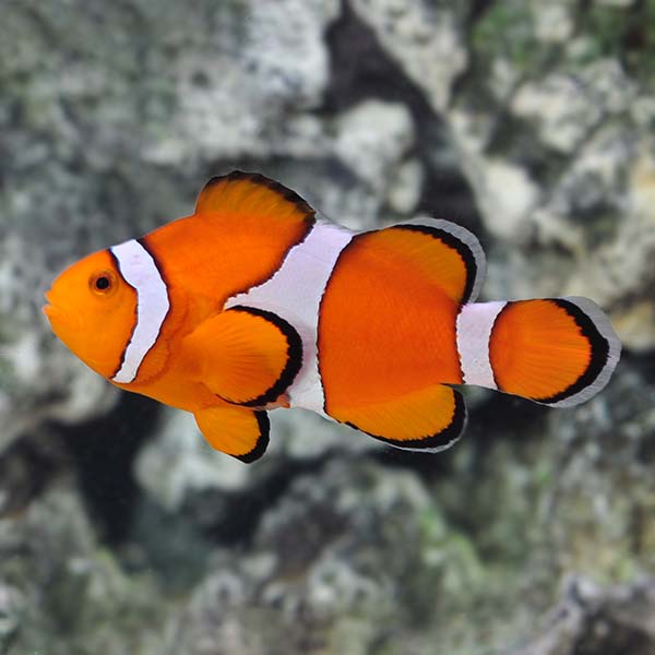 Ocellaris Clownfish (Amphiprion ocellaris )