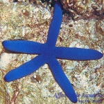 Linckia Star Blue