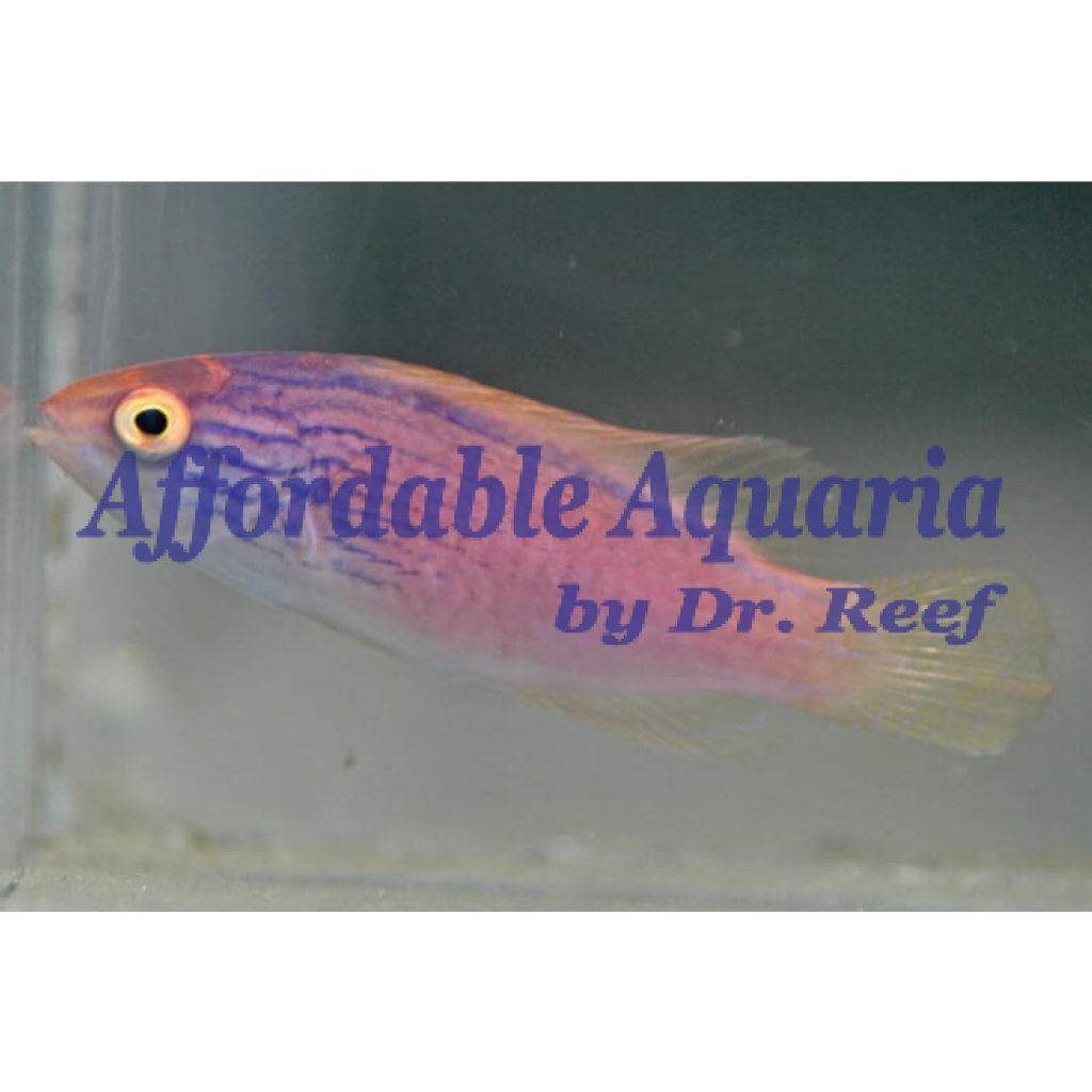 Lineatus Fairy Wrasse (Female) Affordable Aquaria