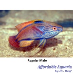 Lineatus Fairy Wrasse (Male)