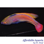 Lineatus Fairy Wrasse (Super Male)