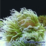 Long Tentacle Anemone (Green)