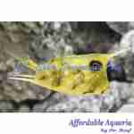 Longhorn Cowfish