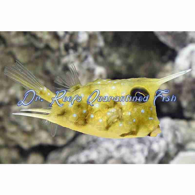 longhorn-cowfish-1 Longhorn Cowfish - Image 1