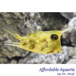 Longhorn Cowfish EXPERT ONLY