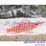 Longnose Hawkfish
