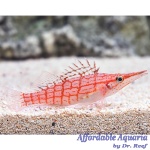 Longnose Hawkfish