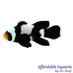 Longfin Phantom Clownfish
