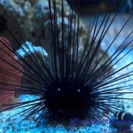 Longspine Urchin