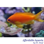 Lyretail Anthias (Female)