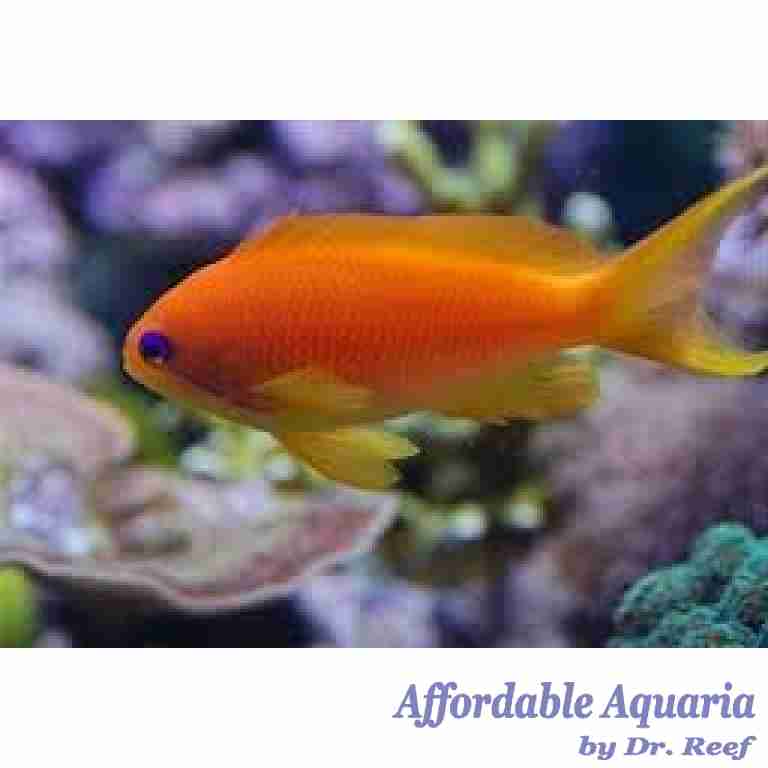 Anthias | Affordable Aquaria