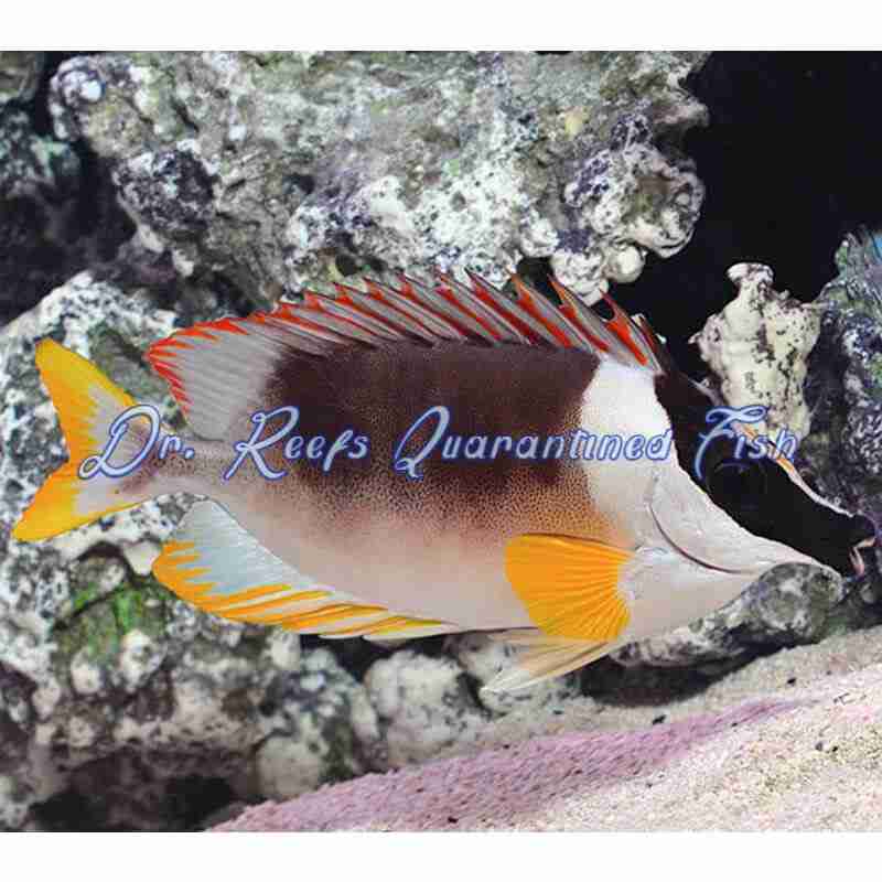 magnificent-foxface-1 Magnificent Foxface - Image 1