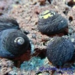 Margarite Snail