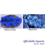 Maxima Blue/Turquoise Clam