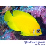 Mimic Lemon Peel Tang