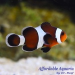 Mocha Clownfish