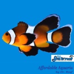 Mocha Longfin Clownfish
