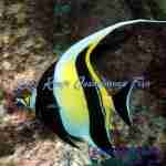 Moorish Idol