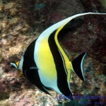 Moorish Idol EXPERT ONLY