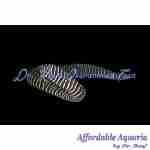 Zebra Moray Eel