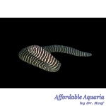 Zebra Moray Eel